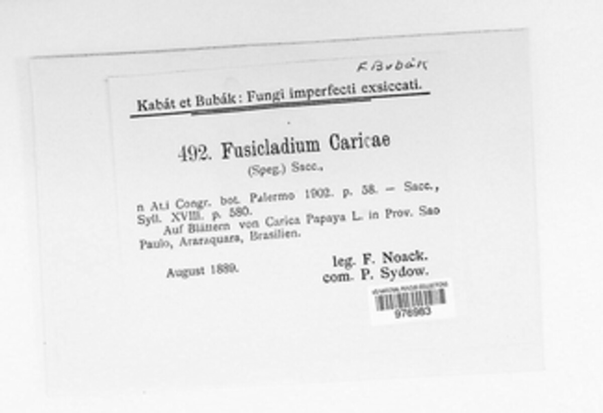 Asperisporium image